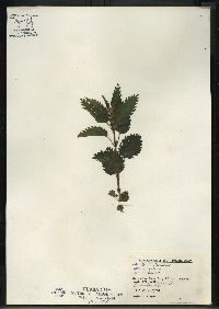 Urtica gracilis image