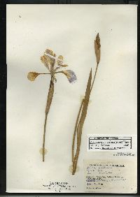 Iris virginica var. shrevei image