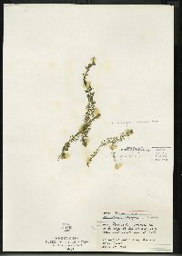 Utricularia intermedia image