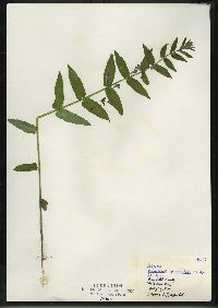 Scutellaria galericulata image