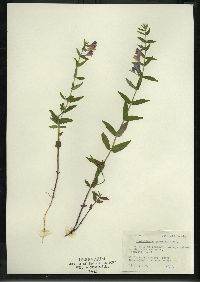 Scutellaria galericulata image