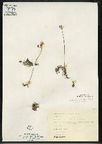 Utricularia intermedia image