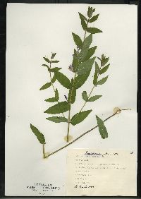 Scutellaria galericulata image