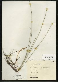 Eleocharis erythropoda image