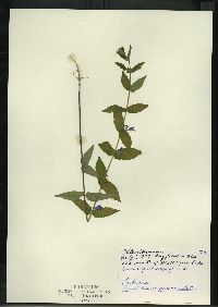 Scutellaria galericulata image