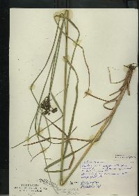 Scirpus atrocinctus image