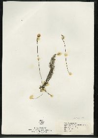 Utricularia intermedia image