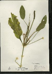 Potamogeton amplifolius image