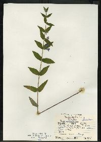 Scutellaria galericulata image