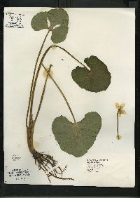 Caltha palustris image