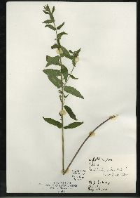 Scutellaria galericulata image