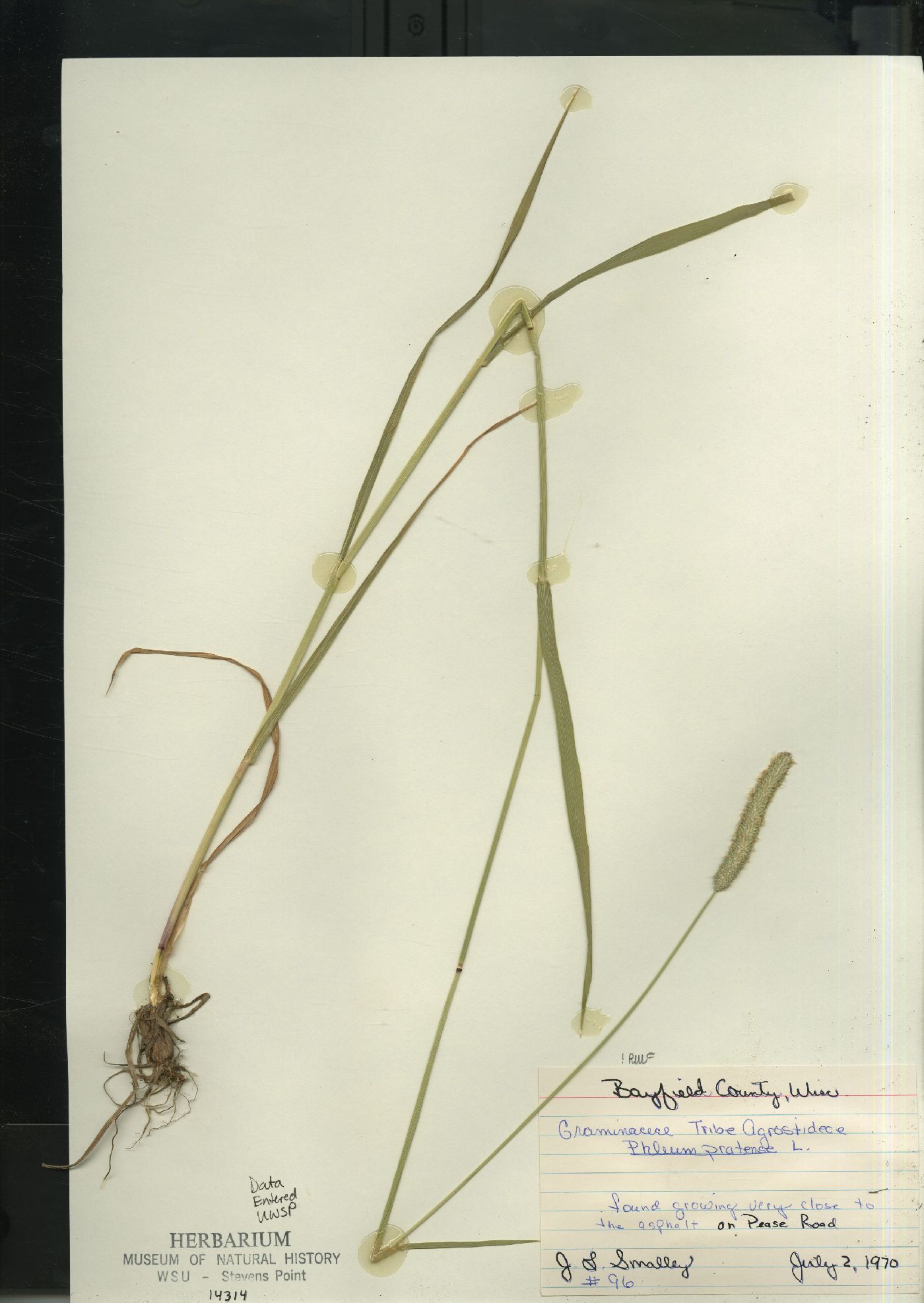 Phleum pratense subsp. pratense image