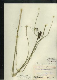 Scirpus atrocinctus image