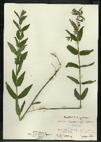 Scutellaria galericulata image