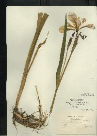 Iris versicolor image