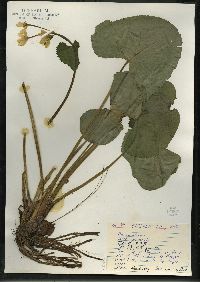 Caltha palustris image