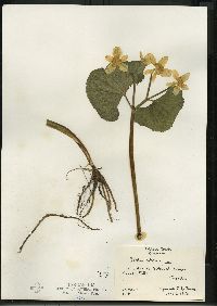 Caltha palustris image