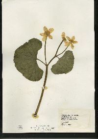 Caltha palustris image