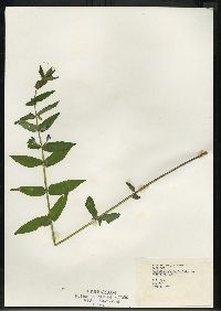 Scutellaria galericulata image