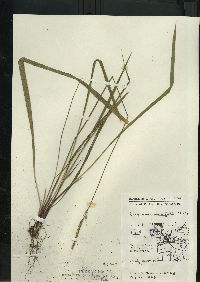 Oryzopsis asperifolia image