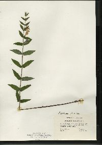 Scutellaria galericulata image