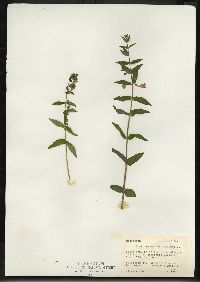 Scutellaria galericulata image