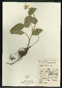 Caltha palustris image