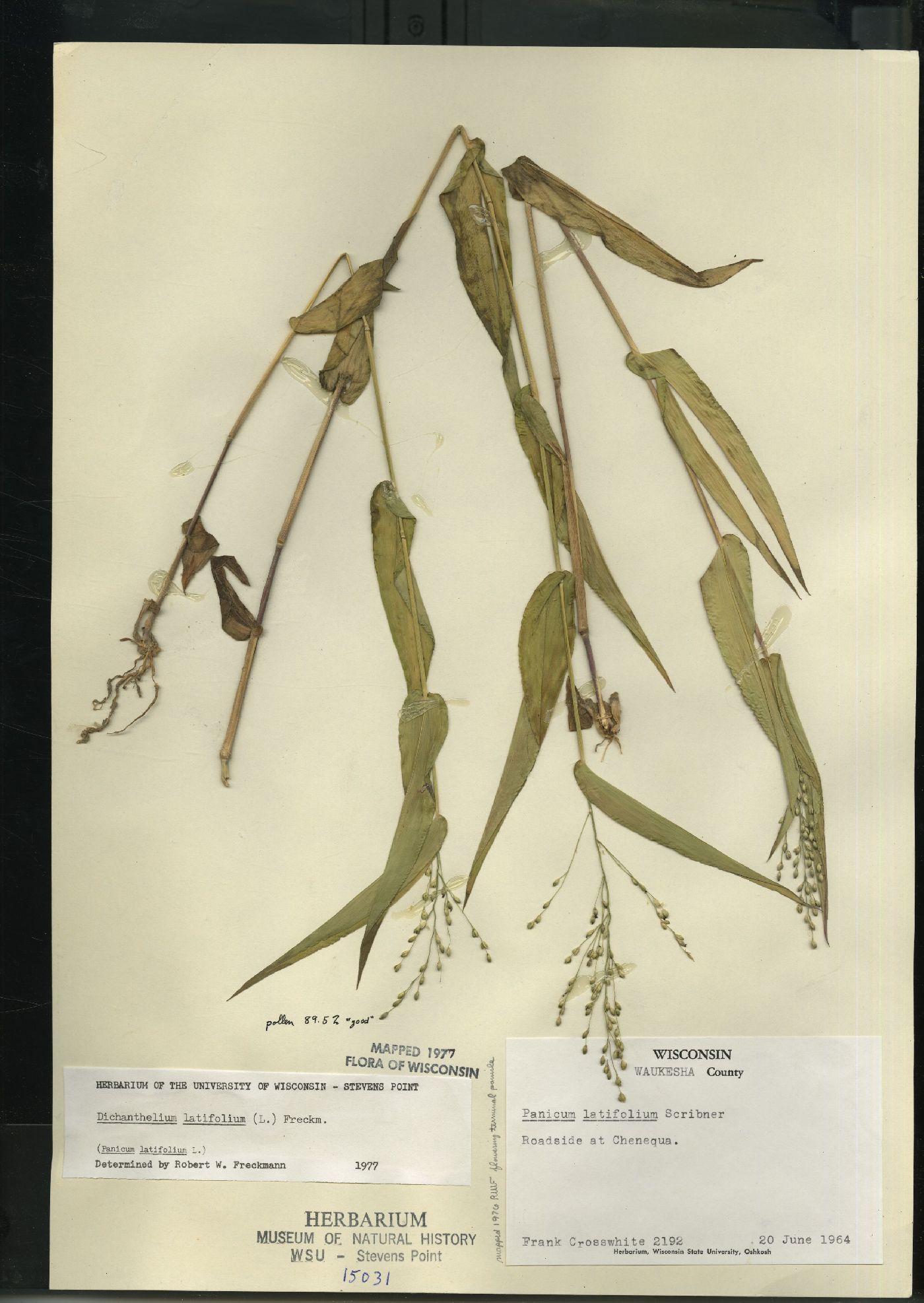 Dichanthelium latifolium image