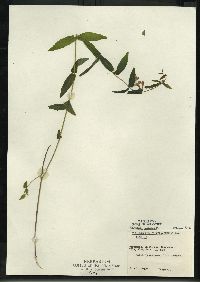 Scutellaria galericulata image