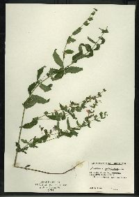 Scutellaria galericulata image