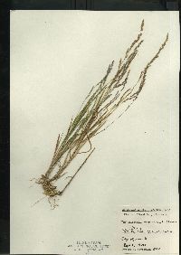 Muhlenbergia mexicana image