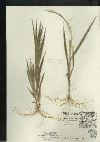 Panicum capillare subsp. capillare image