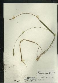 Oryzopsis asperifolia image