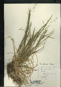 Poa alsodes image