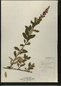 Spiraea tomentosa var. rosea image