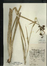 Scirpus hattorianus image