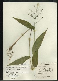 Dichanthelium latifolium image