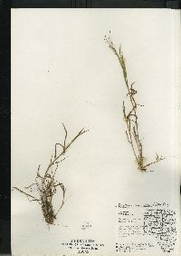 Digitaria cognata image