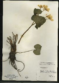 Caltha palustris image