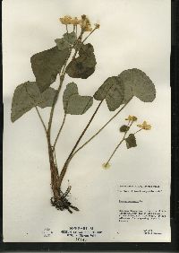 Caltha palustris image