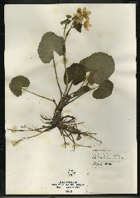 Caltha palustris image