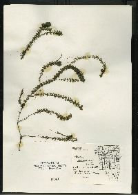 Elodea canadensis image