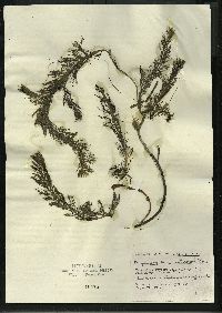 Myriophyllum sibiricum image