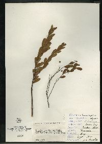 Chamaedaphne calyculata image