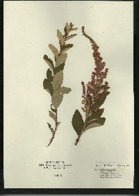 Spiraea tomentosa image