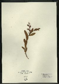 Chamaedaphne calyculata image