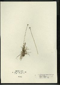 Eriocaulon aquaticum image