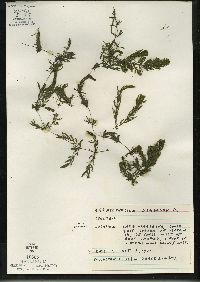 Ceratophyllum demersum image