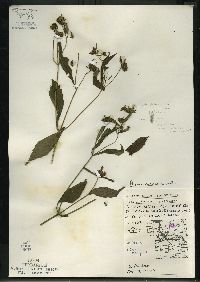 Bidens connata image