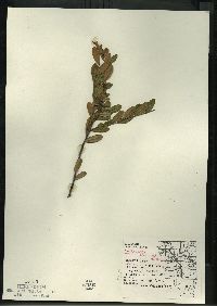 Chamaedaphne calyculata image